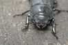 Ime datoteke: Dorcus parallelipipedus~0.jpg
Velikost datoteke: 244kB
Dimenzija: 1200x800
Datum objave: 30. maj 2018 Dorcus parallelipipedus~0.jpg