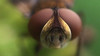 Ectophasia crassipennis detail.jpg