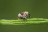 Ime datoteke: Eucoeliodes mirabilis~0.jpg
Velikost datoteke: 239kB
Dimenzija: 1200x800
Datum objave: 6. april 2019 Eucoeliodes mirabilis~0.jpg