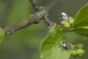 Ime datoteke: Eucoeliodes mirabilis~1.jpg
Velikost datoteke: 214kB
Dimenzija: 1200x806
Datum objave: 15. april 2019 Eucoeliodes mirabilis~1.jpg