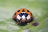 Ime datoteke: Harmonia axyridis~0.jpg
Velikost datoteke: 266kB
Dimenzija: 1200x800
Datum objave: 14. oktober 2018 Harmonia axyridis~0.jpg