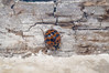 Ime datoteke: Harmonia axyridis~1.jpg
Velikost datoteke: 279kB
Dimenzija: 1200x800
Datum objave: 14. februar 2019 Harmonia axyridis~1.jpg