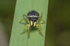 Ime datoteke: Heliophanus cupreus~0.jpg
Velikost datoteke: 274kB
Dimenzija: 1200x800
Datum objave: 13. maj 2018 Heliophanus cupreus~0.jpg
