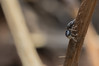 Ime datoteke: Heliophanus cupreus~1.jpg
Velikost datoteke: 214kB
Dimenzija: 1200x800
Datum objave: 18. februar 2019 Heliophanus cupreus~1.jpg