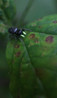 Heliophanus cupreus.jpg