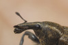 Ime datoteke: Lepyrus capucinus~0.jpg
Velikost datoteke: 207kB
Dimenzija: 1200x800
Datum objave: 17. maj 2018 Lepyrus capucinus~0.jpg