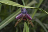 Ime datoteke: Lucanus cervus~0.jpg
Velikost datoteke: 260kB
Dimenzija: 1200x800
Datum objave: 11. julij 2019 Lucanus cervus~0.jpg