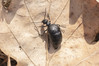 Ime datoteke: Meloe proscarabaeus~0.jpg
Velikost datoteke: 293kB
Dimenzija: 1200x800
Datum objave: 3. marec 2019 Meloe proscarabaeus~0.jpg