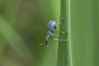 Ime datoteke: Oxystoma subulatum~0.jpg
Velikost datoteke: 254kB
Dimenzija: 1200x800
Datum objave: 10. april 2019 Oxystoma subulatum~0.jpg