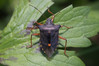 Ime datoteke: Pentatoma rufipes~0.jpg
Velikost datoteke: 220kB
Dimenzija: 1200x800
Datum objave: 30. september 2018 Pentatoma rufipes~0.jpg