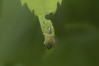 Ime datoteke: Phyllobius argentatus~0.jpg
Velikost datoteke: 215kB
Dimenzija: 1200x800
Datum objave: 17. maj 2019 Phyllobius argentatus~0.jpg