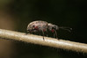Ime datoteke: Phyllobius glaucus~0.jpg
Velikost datoteke: 254kB
Dimenzija: 1200x800
Datum objave: 13. maj 2018 Phyllobius glaucus~0.jpg