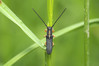 Ime datoteke: Phytoecia icterica~0.jpg
Velikost datoteke: 209kB
Dimenzija: 1200x800
Datum objave: 24. april 2019 Phytoecia icterica~0.jpg