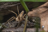 Ime datoteke: Pisaura mirabilis~0.jpg
Velikost datoteke: 277kB
Dimenzija: 1200x800
Datum objave: 17. marec 2019 Pisaura mirabilis~0.jpg