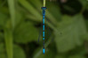 Ime datoteke: Platycnemis pennipes~0.jpg
Velikost datoteke: 241kB
Dimenzija: 1200x800
Datum objave: 25. julij 2018 Platycnemis pennipes~0.jpg
