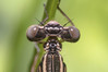 Ime datoteke: Platycnemis pennipes~1.jpg
Velikost datoteke: 203kB
Dimenzija: 1200x800
Datum objave: 26. maj 2019 Platycnemis pennipes~1.jpg