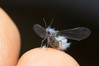 Ime datoteke: Prociphilus fraxini~0.jpg
Velikost datoteke: 231kB
Dimenzija: 1200x800
Datum objave: 28. oktober 2018 Prociphilus fraxini~0.jpg