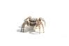 Ime datoteke: Pseudeuophrys lanigera~0.jpg
Velikost datoteke: 128kB
Dimenzija: 1200x800
Datum objave: 26. marec 2019 Pseudeuophrys lanigera~0.jpg