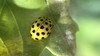 Ime datoteke: Psyllobora vigintiduopunctata~0.jpg
Velikost datoteke: 294kB
Dimenzija: 1037x581
Datum objave: 29. julij 2017 Psyllobora vigintiduopunctata~0.jpg