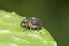 Ime datoteke: Rhinoncus pericarpius 2~0.jpg
Velikost datoteke: 263kB
Dimenzija: 1200x800
Datum objave: 13. maj 2018 Rhinoncus pericarpius 2~0.jpg