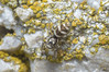 Ime datoteke: Salticus scenicus~0.jpg
Velikost datoteke: 294kB
Dimenzija: 1200x800
Datum objave: 3. marec 2019 Salticus scenicus~0.jpg