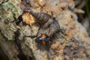 Ime datoteke: Scaphidium quadrimaculatum~0.jpg
Velikost datoteke: 256kB
Dimenzija: 1200x800
Datum objave: 20. marec 2019 Scaphidium quadrimaculatum~0.jpg