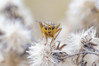 Ime datoteke: Scathophaga stercoraria~0.jpg
Velikost datoteke: 253kB
Dimenzija: 1200x800
Datum objave: 25. februar 2019 Scathophaga stercoraria~0.jpg