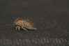 Ime datoteke: Stictocephala bisonia~0.jpg
Velikost datoteke: 190kB
Dimenzija: 1200x800
Datum objave: 15. junij 2018 Stictocephala bisonia~0.jpg