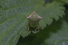 Ime datoteke: Stictocephala bisonia~1.jpg
Velikost datoteke: 202kB
Dimenzija: 1200x800
Datum objave: 7. oktober 2018 Stictocephala bisonia~1.jpg