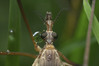 Ime datoteke: Tipula oleracea~0.jpg
Velikost datoteke: 185kB
Dimenzija: 1200x800
Datum objave: 23. april 2019 Tipula oleracea~0.jpg