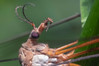 Tipula oleracea.jpg