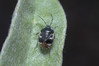 Ime datoteke: Tritomegas bicolor~0.jpg
Velikost datoteke: 233kB
Dimenzija: 1200x800
Datum objave: 27. februar 2019 Tritomegas bicolor~0.jpg