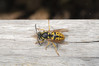 Ime datoteke: Vespula germanica~0.jpg
Velikost datoteke: 271kB
Dimenzija: 1200x800
Datum objave: 22. april 2019 Vespula germanica~0.jpg