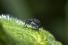 Ime datoteke: Zacladus geranii~0.jpg
Velikost datoteke: 243kB
Dimenzija: 1200x800
Datum objave: 7. maj 2019 Zacladus geranii~0.jpg