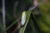 Ime datoteke: cicadella viridis~0.jpg
Velikost datoteke: 278kB
Dimenzija: 1200x800
Datum objave: 13. oktober 2018 cicadella viridis~0.jpg