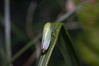 cicadella viridis~0.jpg