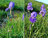 Iris pallida ssp. illyrica 038.20i.jpg