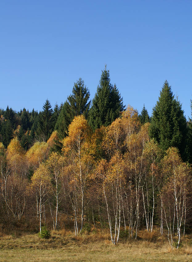 Klikni za ogled večje slike