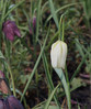 m-tulipan-a.jpg