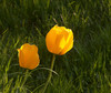 tulipan2.jpg