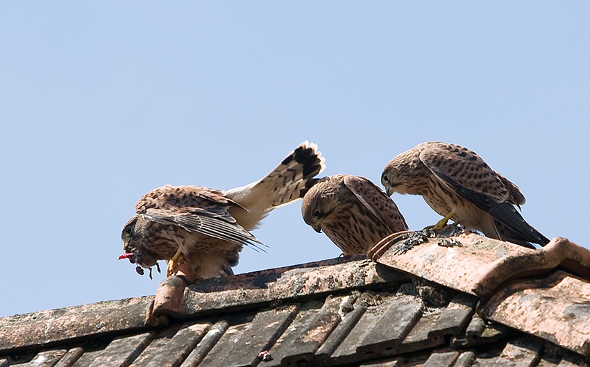 Klikni za ogled večje slike