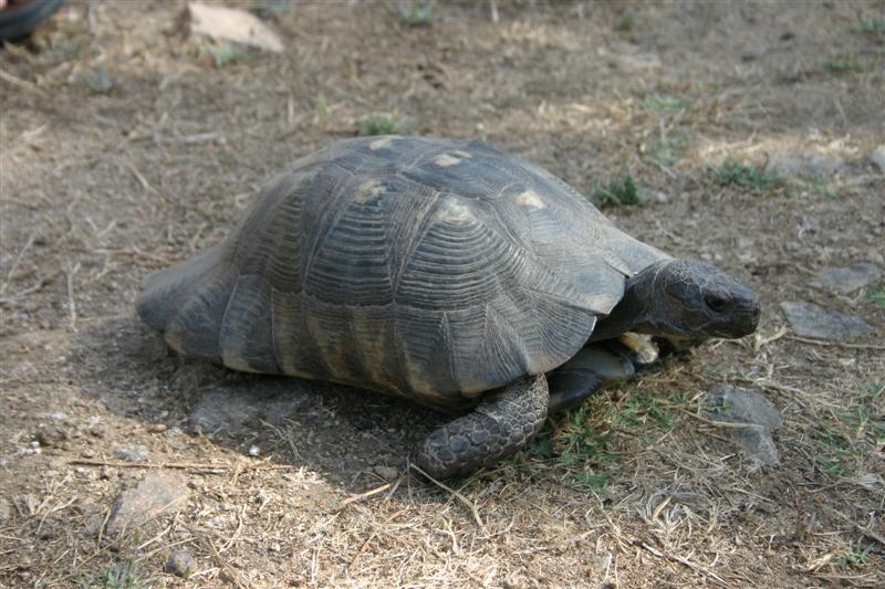 Klikni za ogled večje slike