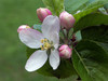 cvet jablane 3.jpg