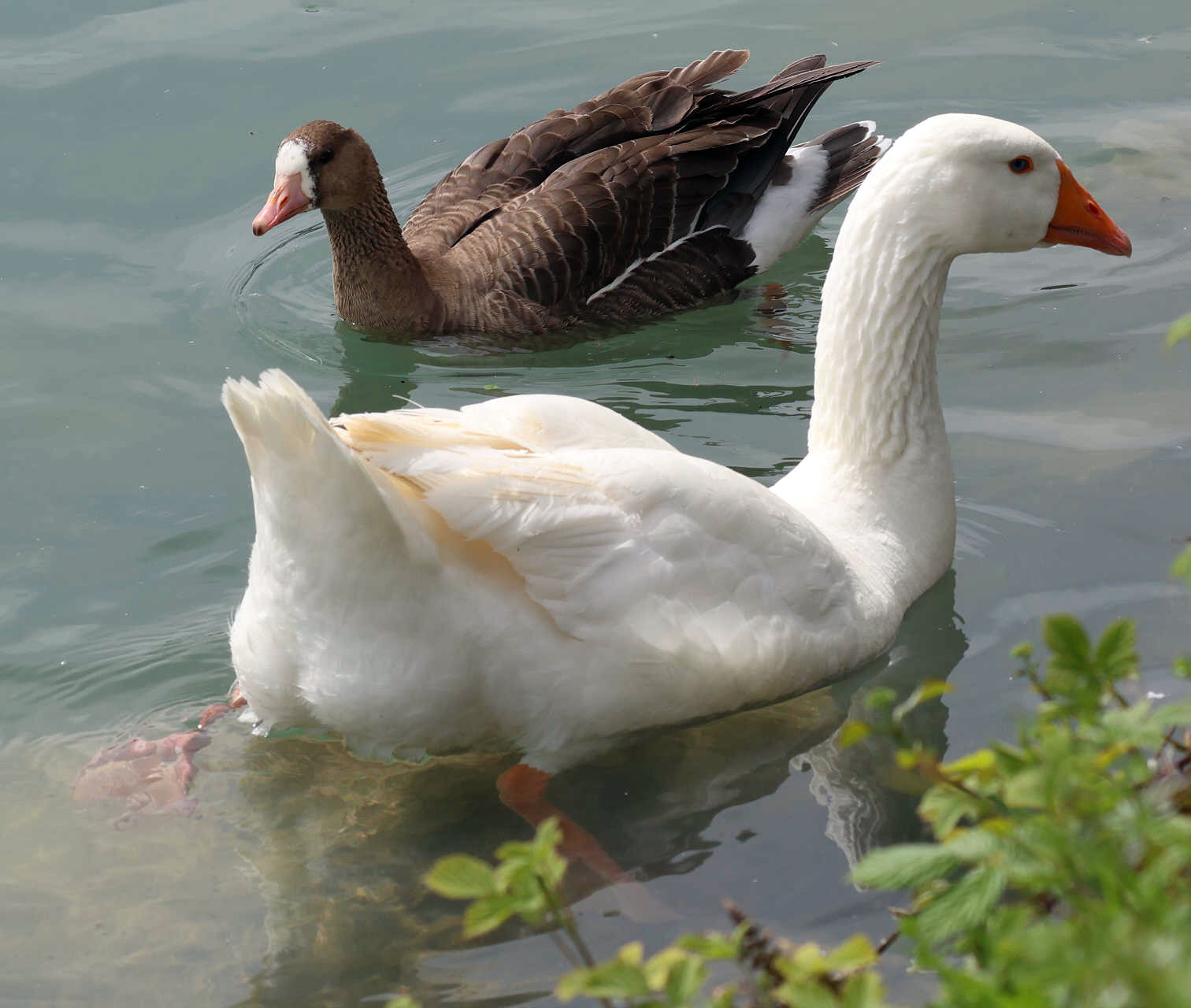 Klikni za ogled večje slike