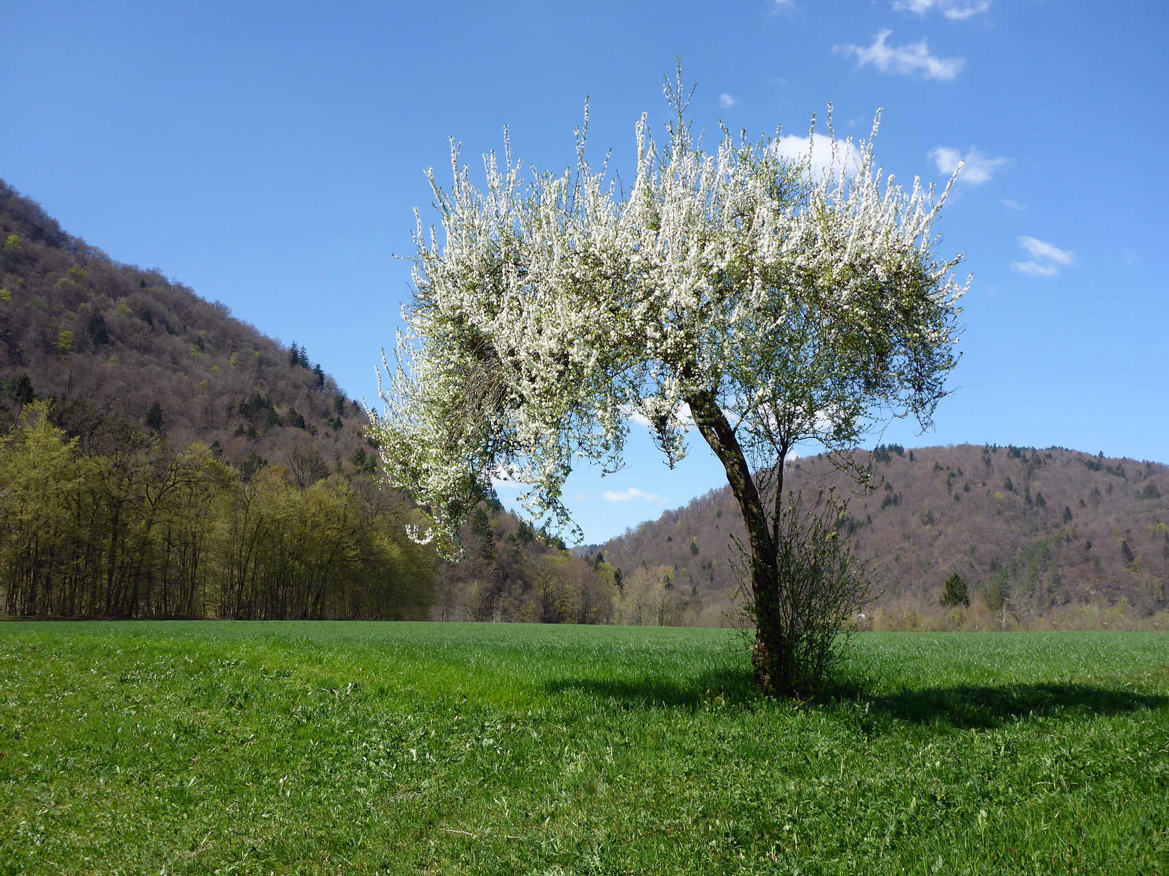 Klikni za ogled večje slike