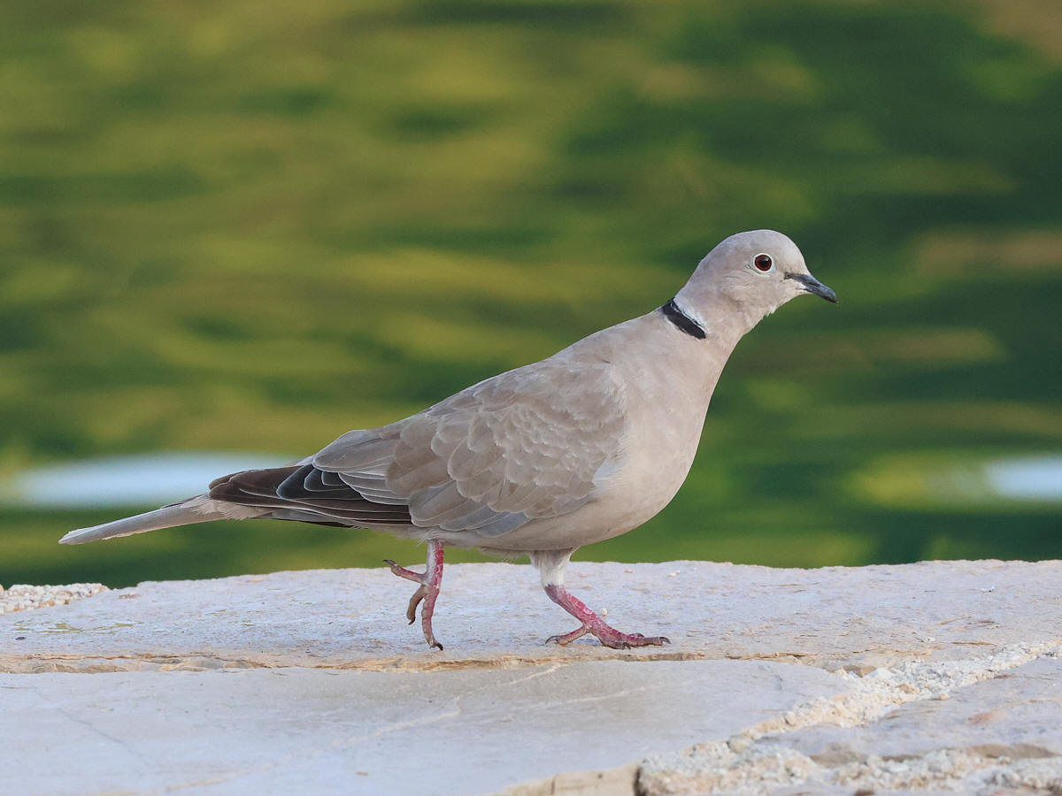 Klikni za ogled večje slike