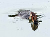 CPonirek_3830.jpg