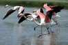Flamingo_1174.jpg