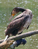 Kormoran_3172.jpg