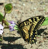 Lastovicar_2584.jpg